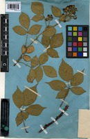 Type of Rubus pyramidalis Kaltenb. forma parvifolia Frid. and Gelert [family ROSACEAE]