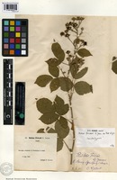 Lectotype of Rubus friesii G. Jensen [family ROSACEAE]