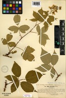 Lectotype of Rubus thyrsanthus Focke var. subvelutina [family ROSACEAE]