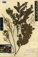 Syntype of Matayba leucodictya Radlk. [family SAPINDACEAE]