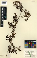 Isotype of Serjania adiantoides Radlk. [family SAPINDACEAE]
