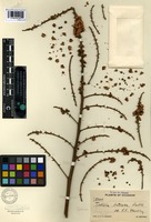 Isotype of Talisia bullata Radlk. [family SAPINDACEAE]