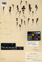 Holotype of Euphrasia frigida Pugsley var. stromoensis Pugsley [family SCROPHULARIACEAE]