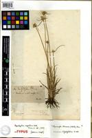 Syntype of Hypaelyptum argenteum Vahl [family CYPERACEAE]