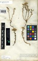Filed as Achillea santolina L. [family COMPOSITAE]