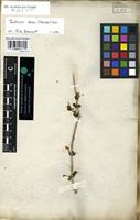 Filed as Justicia odora (Forssk.) Vahl [family ACANTHACEAE]
