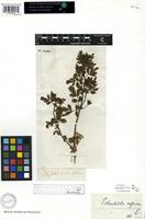 Filed as Potentilla supina L. [family ROSACEAE]