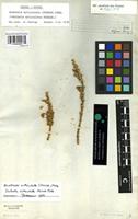 Lectotype of Salsola articulata Forssk. [family CHENOPODIACEAE]