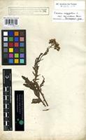 Syntype of Senecio hieracifolius Forssk. [family COMPOSITAE]