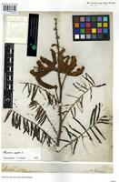 Syntype of Mimosa canescens Willd. [family FABACEAE]