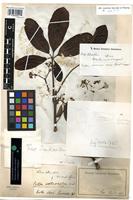 Filed as Vitex doniana Sweet [family VERBENACEAE]
