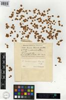 Type of Rumex paulsenianus Rech. f. [family POLYGONACEAE]