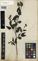 Syntype of Celosia nitida Vahl [family AMARANTHACEAE]