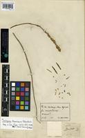 Isotype of Chamissoa blanchetii Moq. [family AMARANTHACEAE]