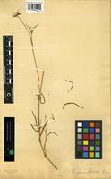 Type of Gomphrena flaccida R. Br. [family AMARANTHACEAE]