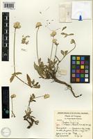 Holotype of Gomphrena triceps Pedersen [family AMARANTHACEAE]