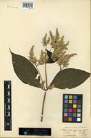 Type of Stilbanthus scandens Hook. f. [family AMARANTHACEAE]