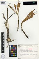 Isotype of Tocantinia mira Ravenna [family AMARYLLIDACEAE]