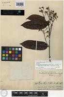 Isotype of Forsteronia benthamiana Müll. Arg. [family APOCYNACEAE]