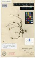 Filed as Acmella filipes (Greenm.) R.K. Jansen var. parvifolia (Benth.) R.K. Jansen [family ASTERACEAE]
