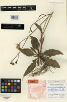 Holotype of Hieracium maculatum Sm. var. albopilosum Soest [family ASTERACEAE]