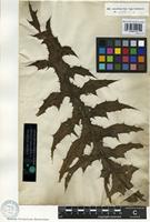 Syntype of Onopordum macracanthum Schousb. [family ASTERACEAE]