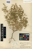Holotype of Horaninovia ulicina Fisch. & Mey. var longifolia Paulsen [family CHENOPODIACEAE]