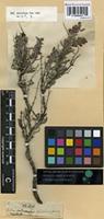 Type? of Helianthemum lavandulifolium Mill. [family CISTACEAE]