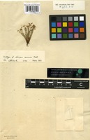 Holotype of Scirpus cernuus Vahl [family CYPERACEAE]