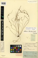 Type? of Hypoporum micrococcum Liebm. [family CYPERACEAE]