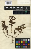 Holotype of Acalypha pauciflora Vahl ex Hornem. [family EUPHORBIACEAE]