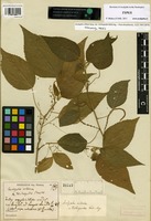 Type of Acalypha villosa Jacq. var. trichopoda Müll. Arg. [family EUPHORBIACEAE]