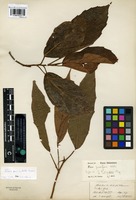 Type of Ficus oligodon Miq. [family MORACEAE]