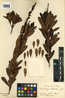 Type of Luxemburgia schwackeana Taub. [family OCHNACEAE]