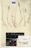 Isotype of Aegilops kotschyi Boiss. [family POACEAE]