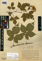 Syntype of Rubus acuminatus Lindeb. [family ROSACEAE]