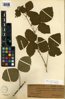 Lectotype of Rubus hevellicus E.H.L. Krause [family ROSACEAE]