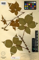 Lectotype of Rubus plicatus Weihe var. planifolia Lindeb. [family ROSACEAE]