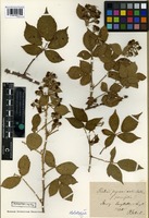 Type of Rubus pyramidalis Kaltenb. forma parvifolia Frid. and Gelert [family ROSACEAE]