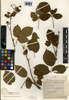 Syntype of Rubus friesii G. Jensen [family ROSACEAE]