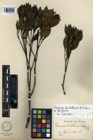 Isotype of Faramea dichotoma K. Schum. ex M. Gomes [family RUBIACEAE]