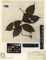 Isotype of Paullinia firma Radlk. [family SAPINDACEAE]