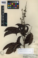 Isotype of Talisia multinervis Radlk. [family SAPINDACEAE]