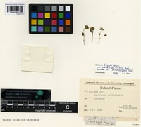 Isotype of Euphrasia frigida Pugsley var. pusilla Pugsley [family SCROPHULARIACEAE]
