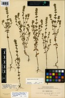 Isotype of Euphrasia tavastiensis W. Becker [family SCROPHULARIACEAE]