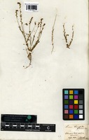 Type? of Linaria tournefortii (Poir.) Lange var. minor Lange [family SCROPHULARIACEAE]