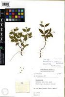 Holotype of Psilotrichum vollesenii C.C. Towns. [family AMARANTHACEAE]