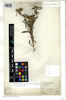 Filed as Asteriscus graveolens (Forssk.) Less. [family ASTERACEAE]