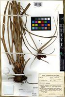 Isotype of Mariscus drakenbergensis Vorster [family CYPERACEAE]