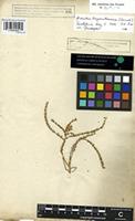 Syntype of Santolina fragrantissima Forssk. [family COMPOSITAE]